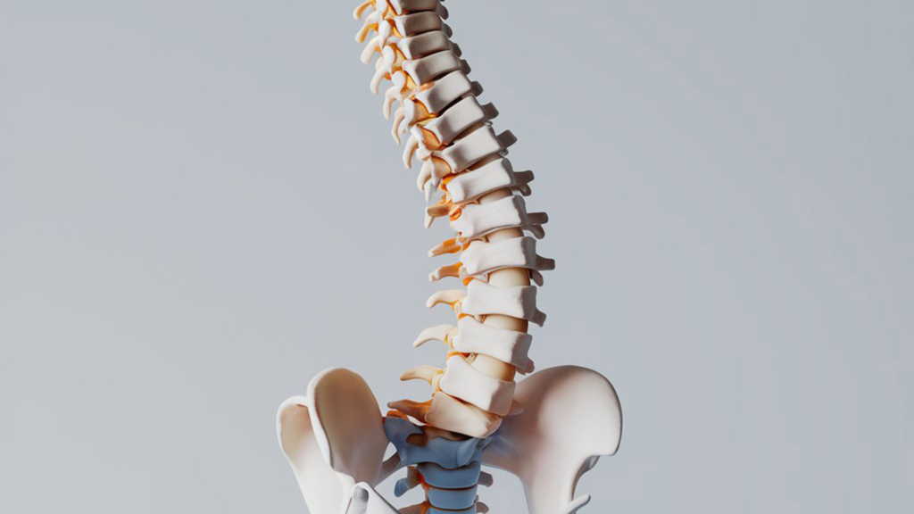 Анатомия и причины хруста в спине